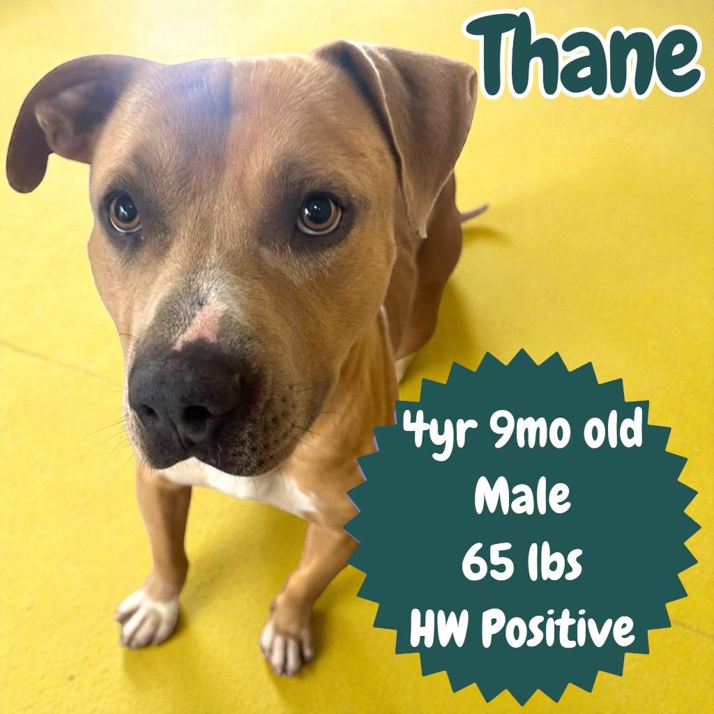 Enlarge Thane, a Adoptable Pit Bull Terrier in Sorrento, LA image 3/5