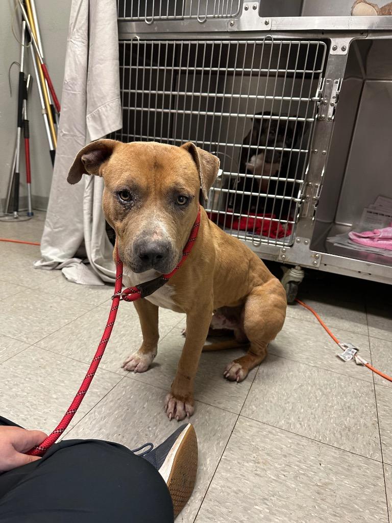 Enlarge Thane, a Adoptable Pit Bull Terrier in Sorrento, LA image 3/5