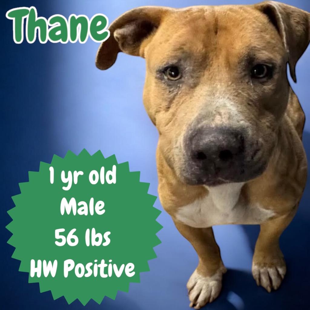 Enlarge Thane, a Adoptable Pit Bull Terrier in Sorrento, LA image 3/3