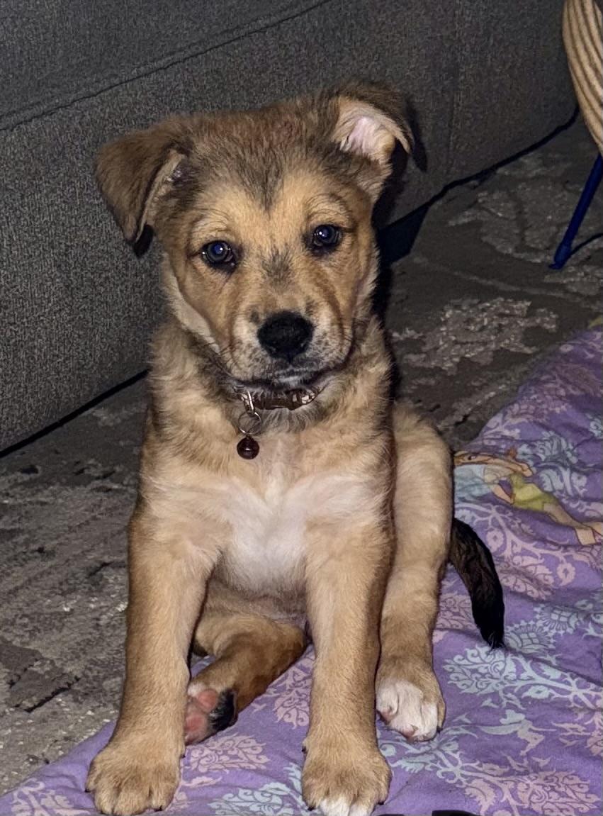 Enlarge Hopper , a ADOPTABLE Mixed Breed in MYRTLE BEACH, SC image 1/1