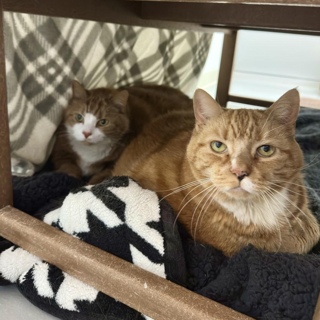 Enlarge Rae, a Adoptable Domestic Short Hair in Bedford, NH image 1/6