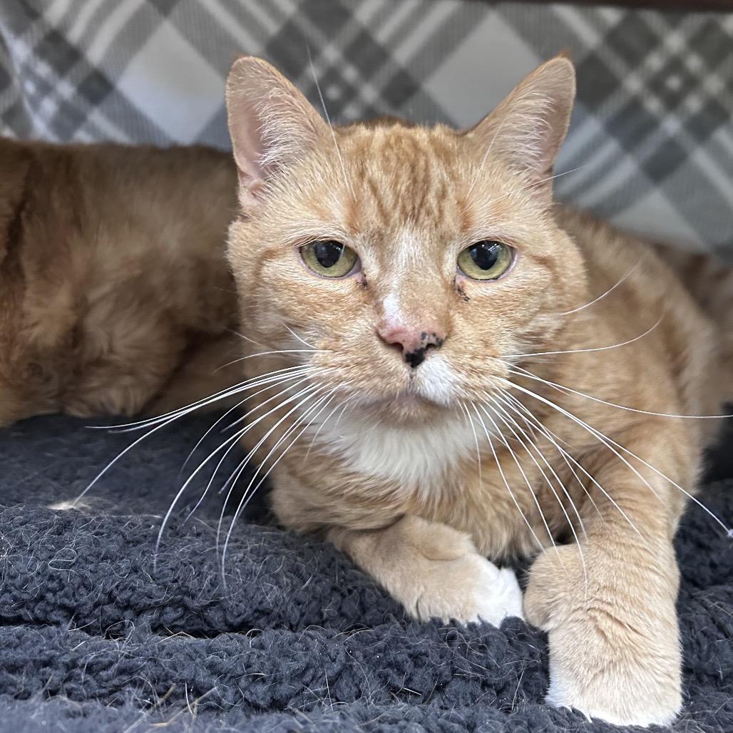 Enlarge Rae, a Adoptable Domestic Short Hair in Bedford, NH image 2/6