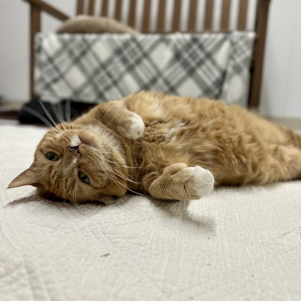 Enlarge Rae, a Adoptable Domestic Short Hair in Bedford, NH image 3/6