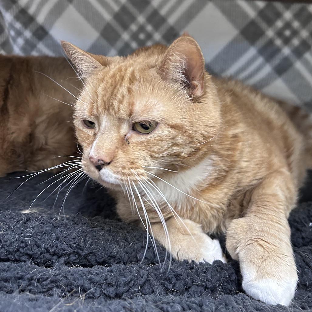 Enlarge Rae, a Adoptable Domestic Short Hair in Bedford, NH image 4/6