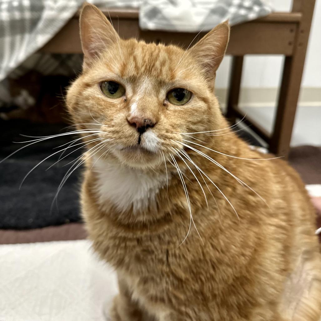 Enlarge Rae, a Adoptable Domestic Short Hair in Bedford, NH image 5/6