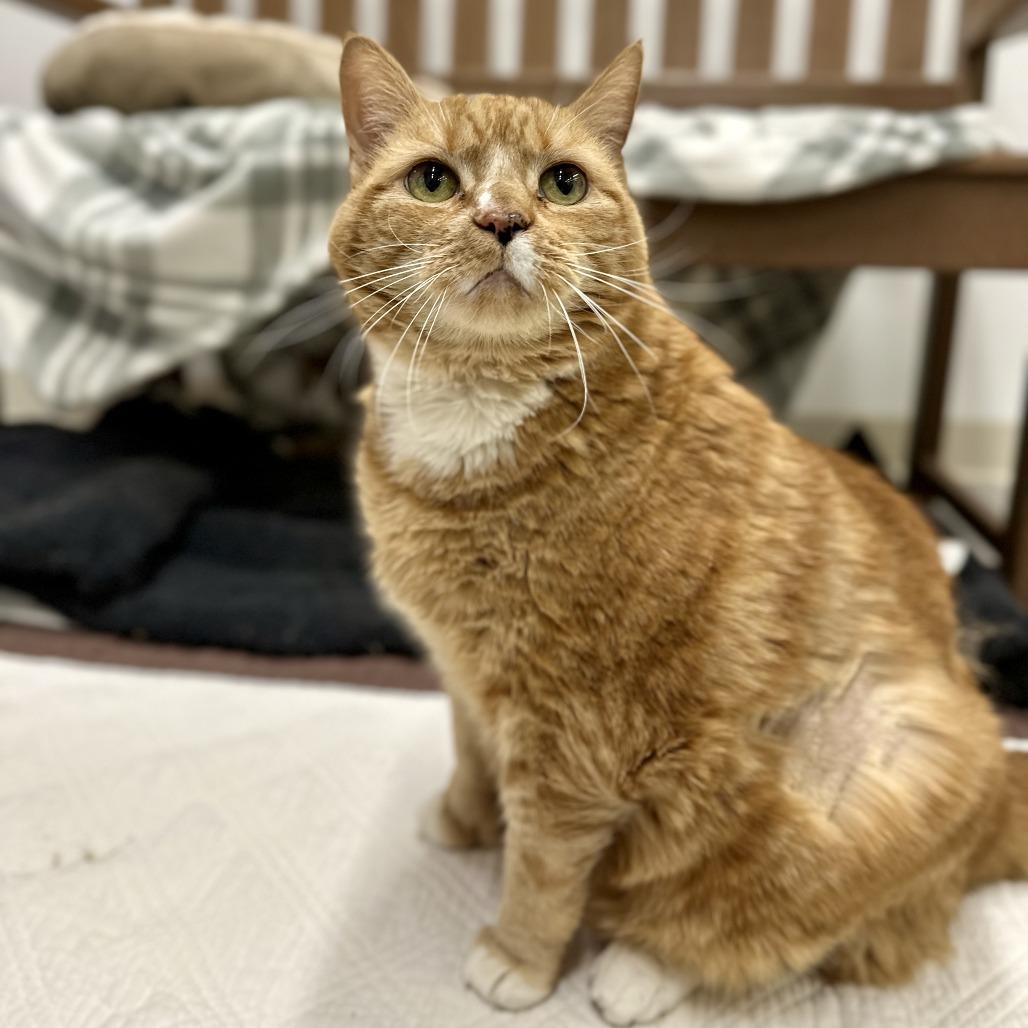 Enlarge Rae, a Adoptable Domestic Short Hair in Bedford, NH image 6/6