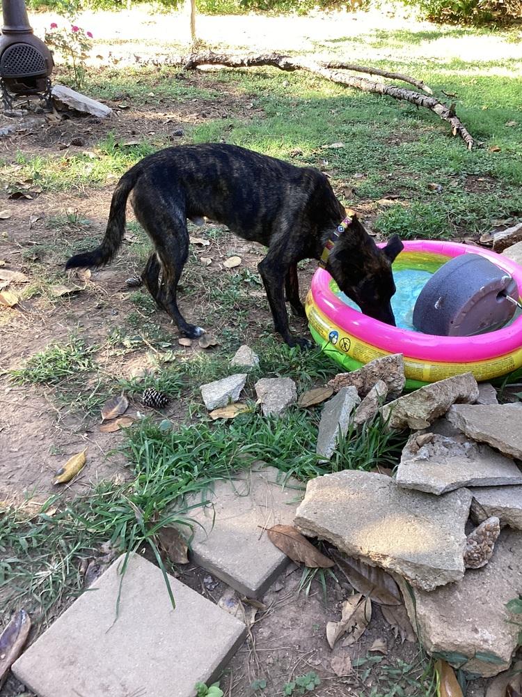 Colby, Adopted, Young Male Belgian Shepherd / Malinois.