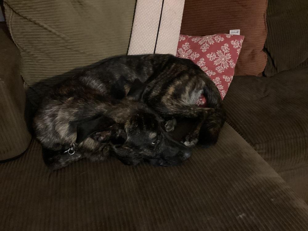 Enlarge Colby, a Adopted Belgian Shepherd / Malinois in Newnan, GA image 2/5