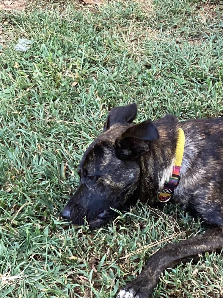 Enlarge Colby, a Adopted Belgian Shepherd / Malinois in Newnan, GA image 3/5