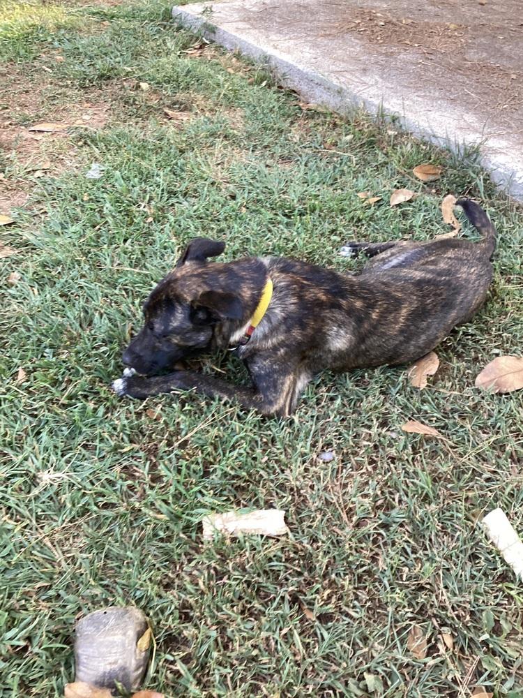 Enlarge Colby, a Adopted Belgian Shepherd / Malinois in Newnan, GA image 4/5