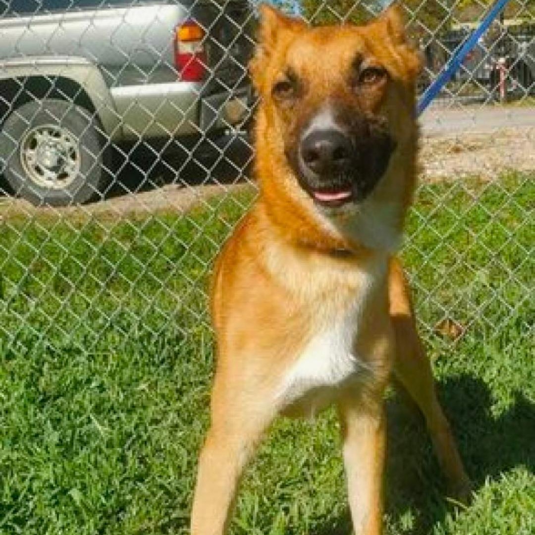 Enlarge Binky, a Adoptable mixed breed in Belle Vernon, PA image 1/2