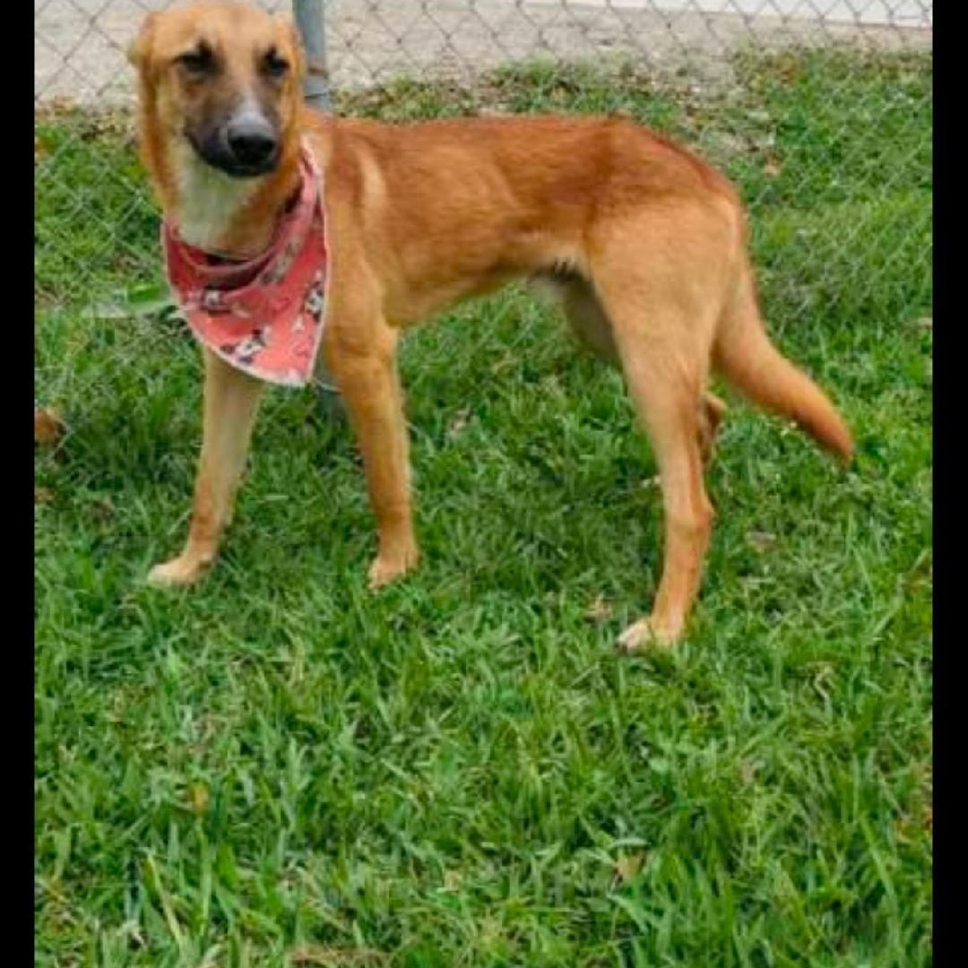 Enlarge Binky, a Adoptable mixed breed in Belle Vernon, PA image 2/2