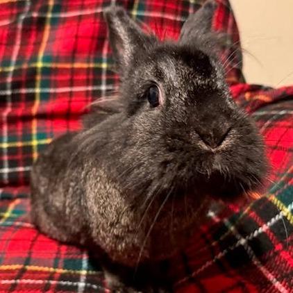 Enlarge Nudge, a Adoptable Lionhead in Napa, CA image 1/6