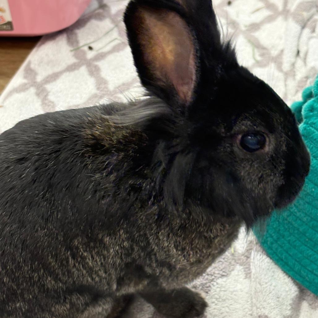 Enlarge Nudge, a Adoptable Lionhead in Napa, CA image 2/6