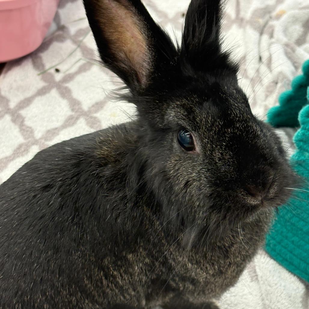 Enlarge Nudge, a Adoptable Lionhead in Napa, CA image 3/6