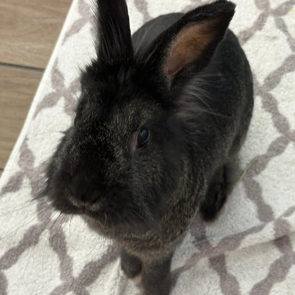 Enlarge Nudge, a Adoptable Lionhead in Napa, CA image 4/6