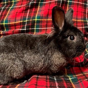 Enlarge Nudge, a Adoptable Lionhead in Napa, CA image 5/6