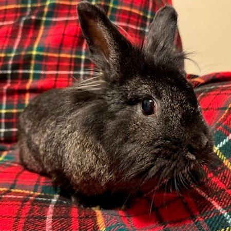 Enlarge Nudge, a Adoptable Lionhead in Napa, CA image 6/6