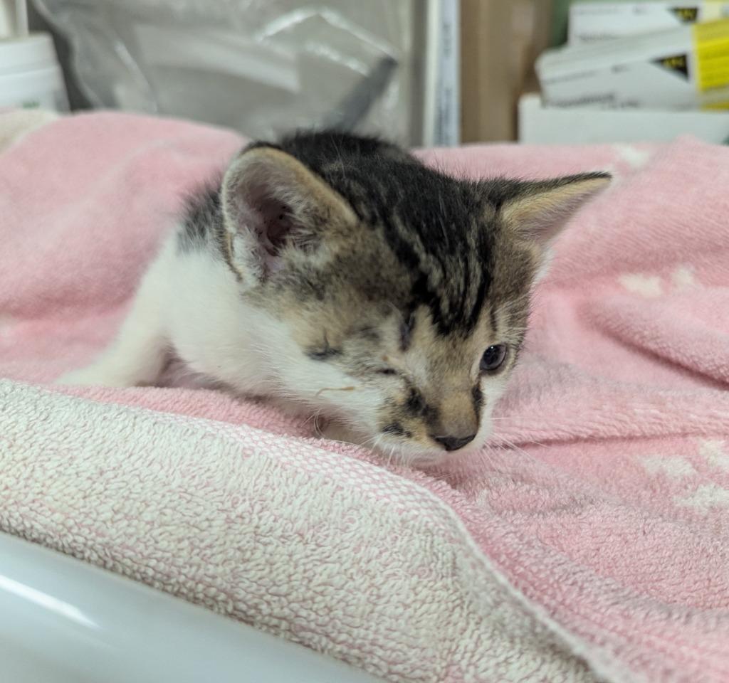 Journey, Adoptable, Kitten Male Domestic Short Hair.