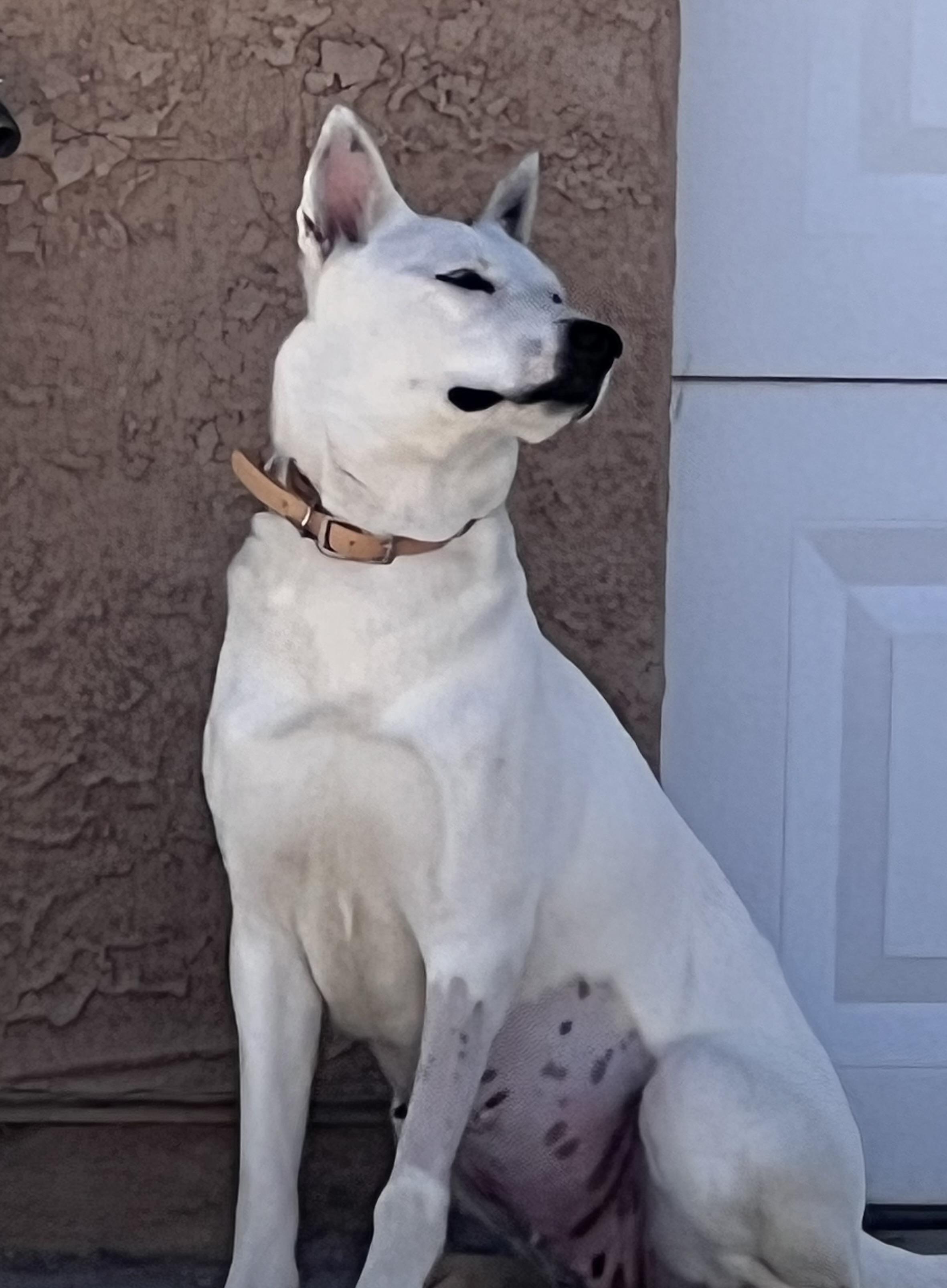 Yasha , a ADOPTABLE mixed breed in Las Vegas, NV image 1/2