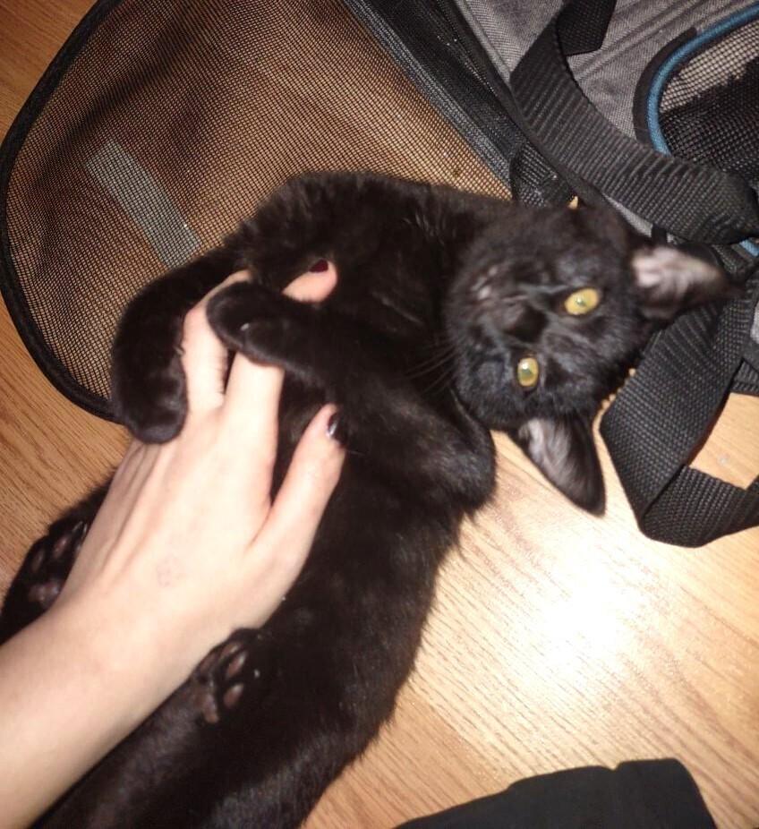 Macadamia, Adoptable, Kitten Male Domestic Short Hair.