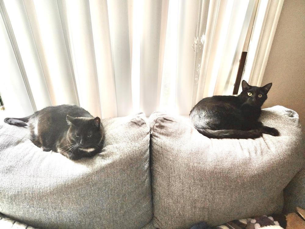 Enlarge Macadamia, a Adoptable Domestic Short Hair in Germantown, OH image 3/6