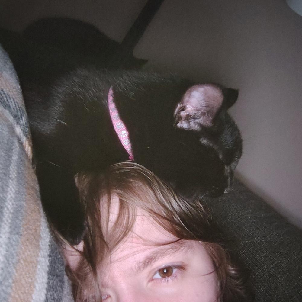 Enlarge Macadamia, a Adoptable Domestic Short Hair in Germantown, OH image 4/6