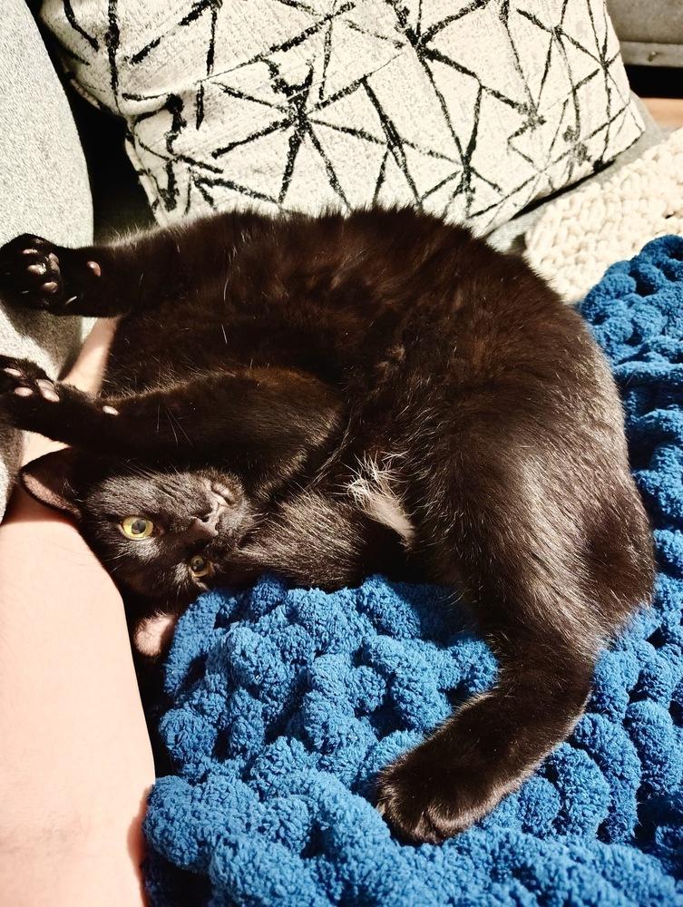 Enlarge Macadamia, a Adoptable Domestic Short Hair in Germantown, OH image 5/6