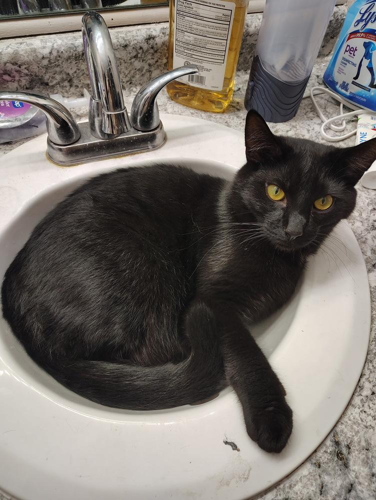 Enlarge Macadamia, a Adoptable Domestic Short Hair in Germantown, OH image 6/6