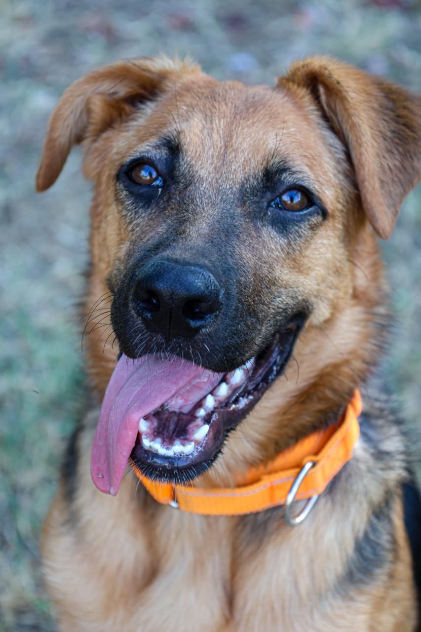 Rasberry, Adoptable, Puppy Female German Shepherd Dog & Dogue de Bordeaux.