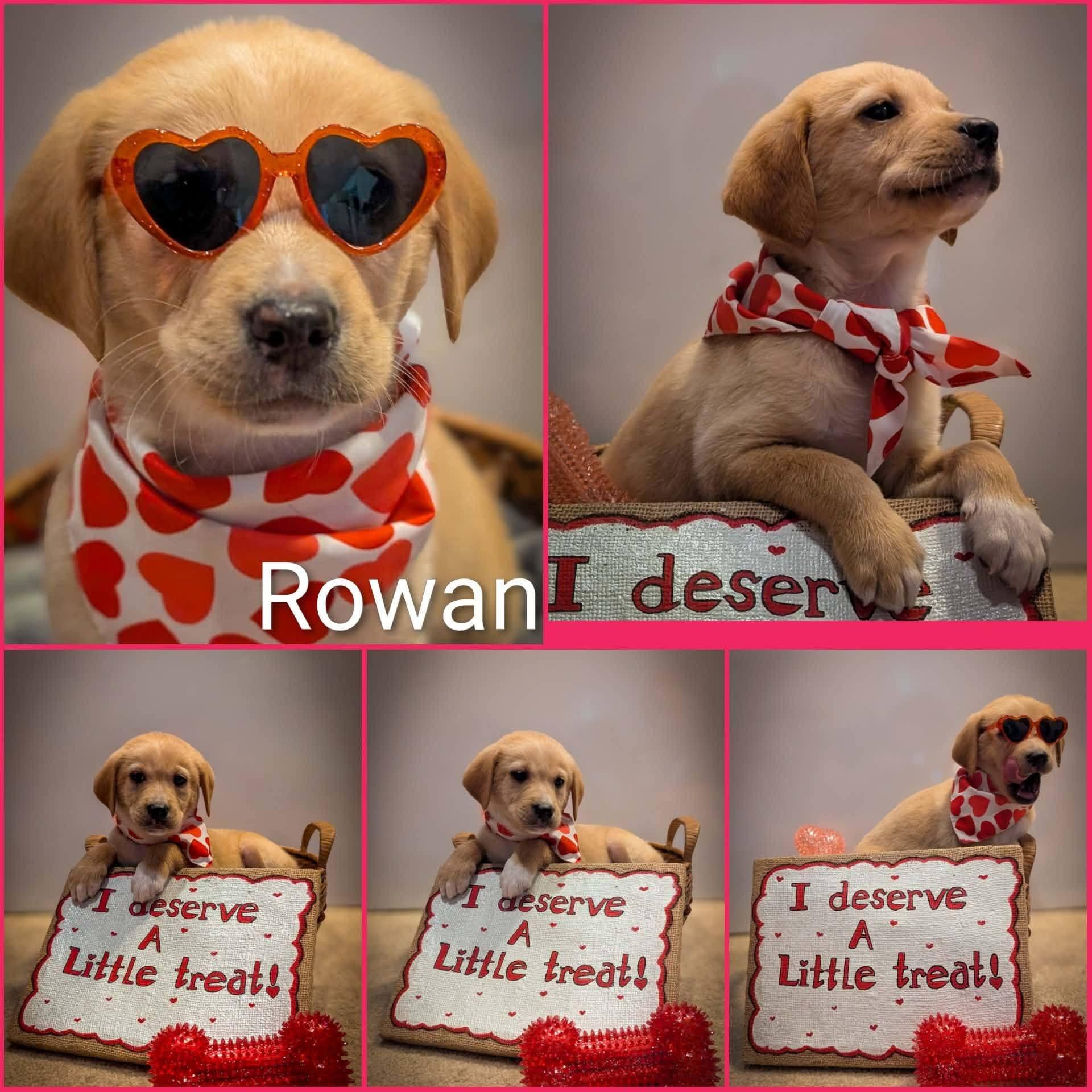 Rowan, ADOPTABLE, Puppy Male Labrador Retriever.