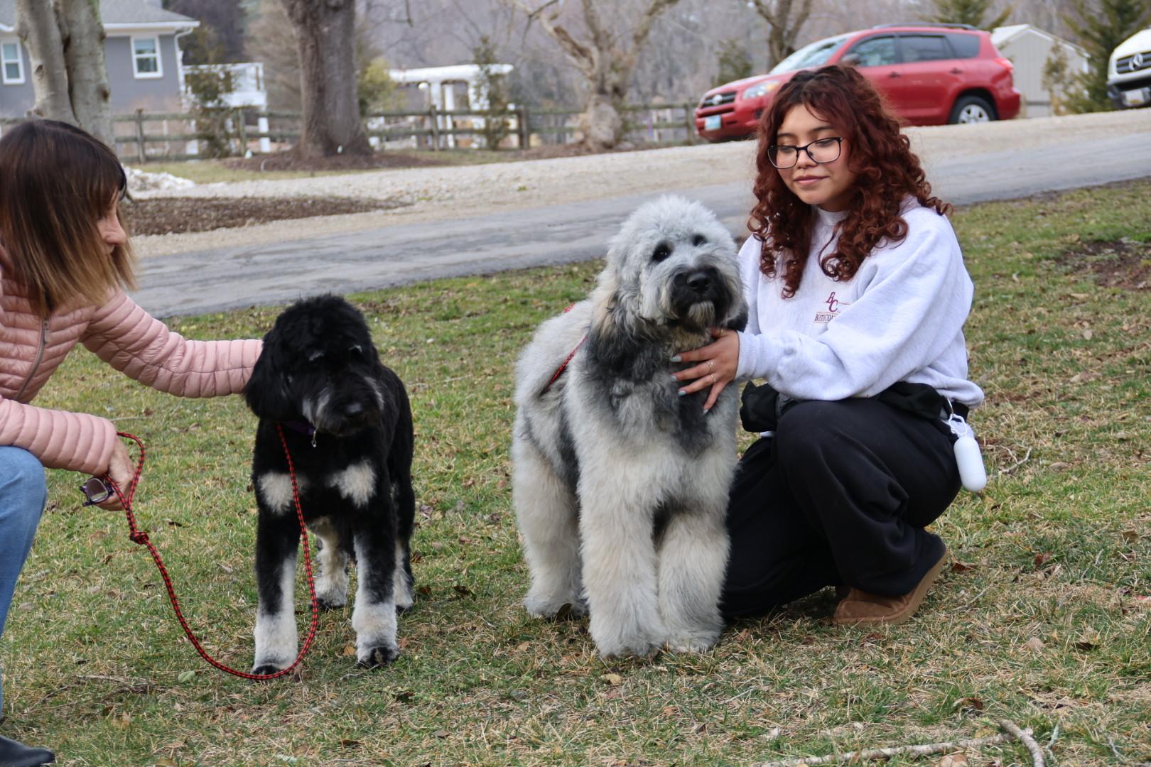 Enlarge Gilda and Giselle , a ADOPTABLE Labradoodle in POTOMAC, MD image 2/6