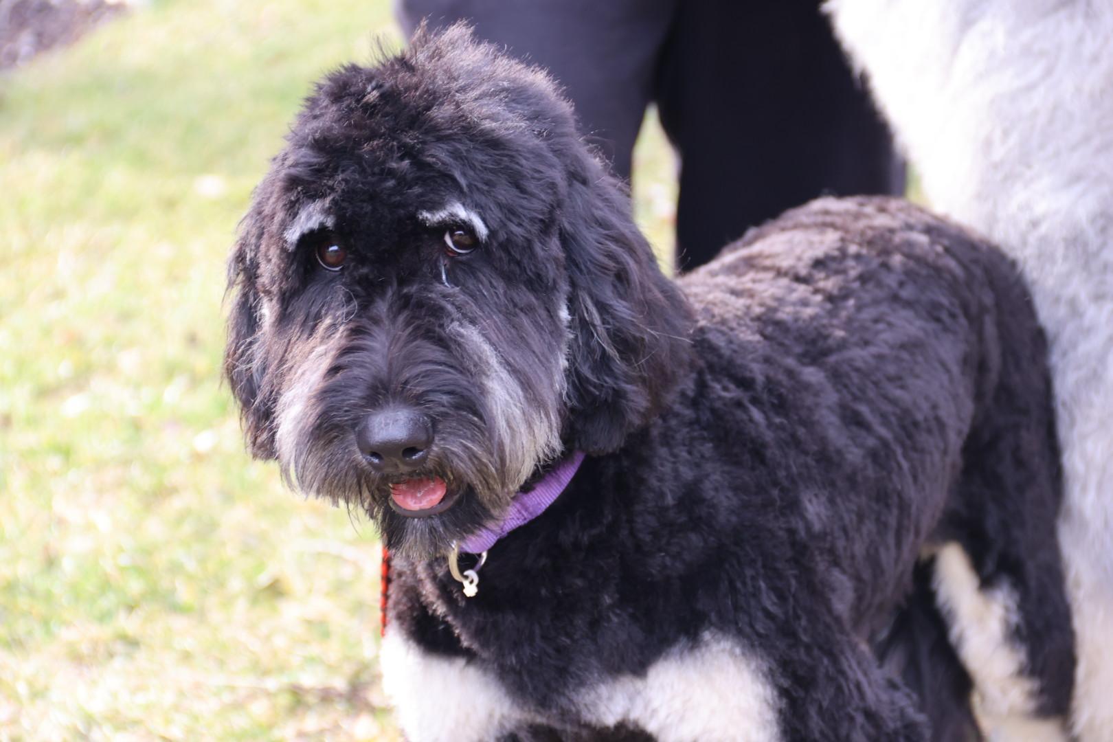 Enlarge Gilda and Giselle , a ADOPTABLE Labradoodle in POTOMAC, MD image 4/6
