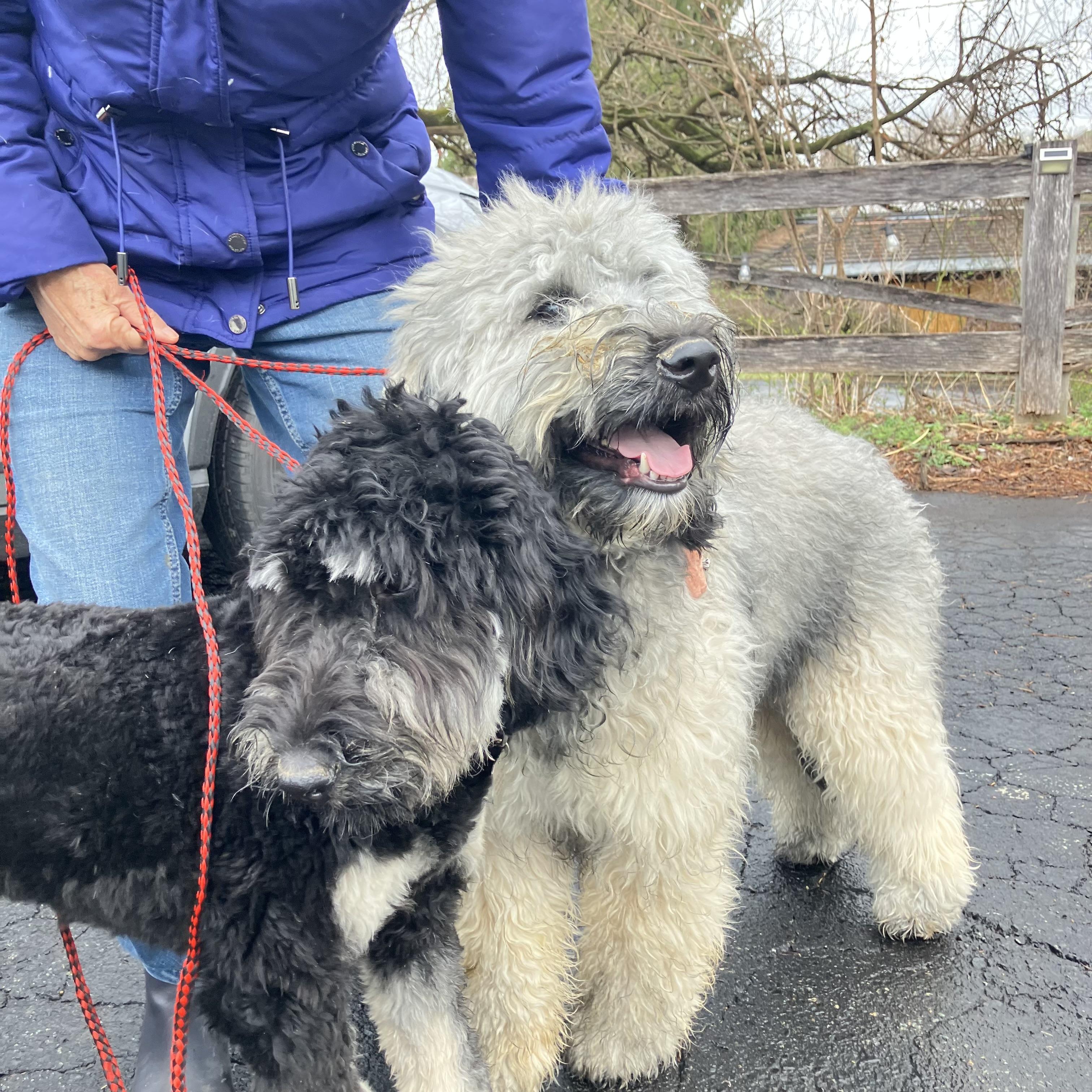 Enlarge Gilda and Giselle , a ADOPTABLE Labradoodle in POTOMAC, MD image 3/5