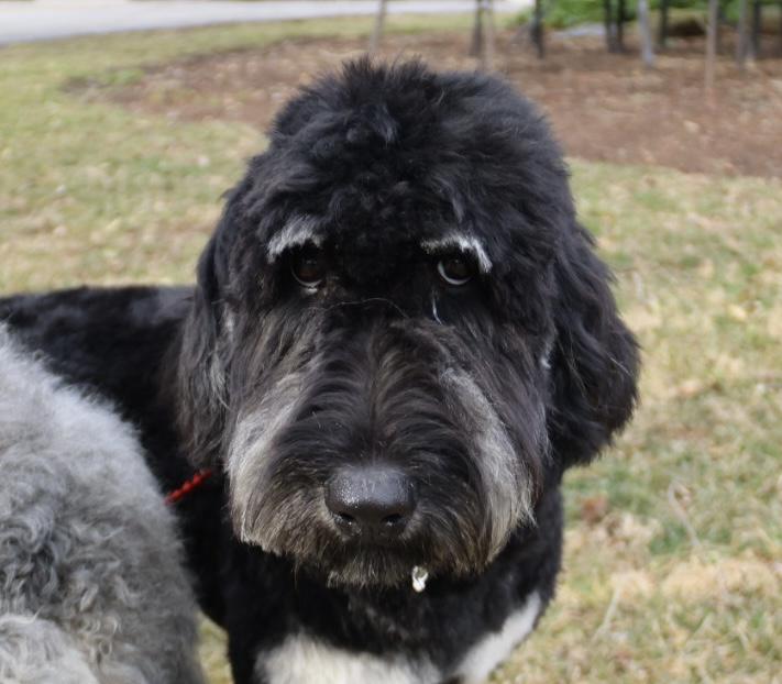 Enlarge Gilda and Giselle , a ADOPTABLE Labradoodle in POTOMAC, MD image 5/5
