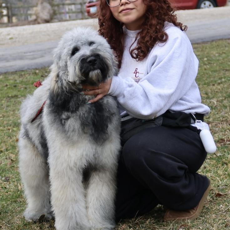 Enlarge Gilda and Giselle , a ADOPTABLE Labradoodle in POTOMAC, MD image 3/6