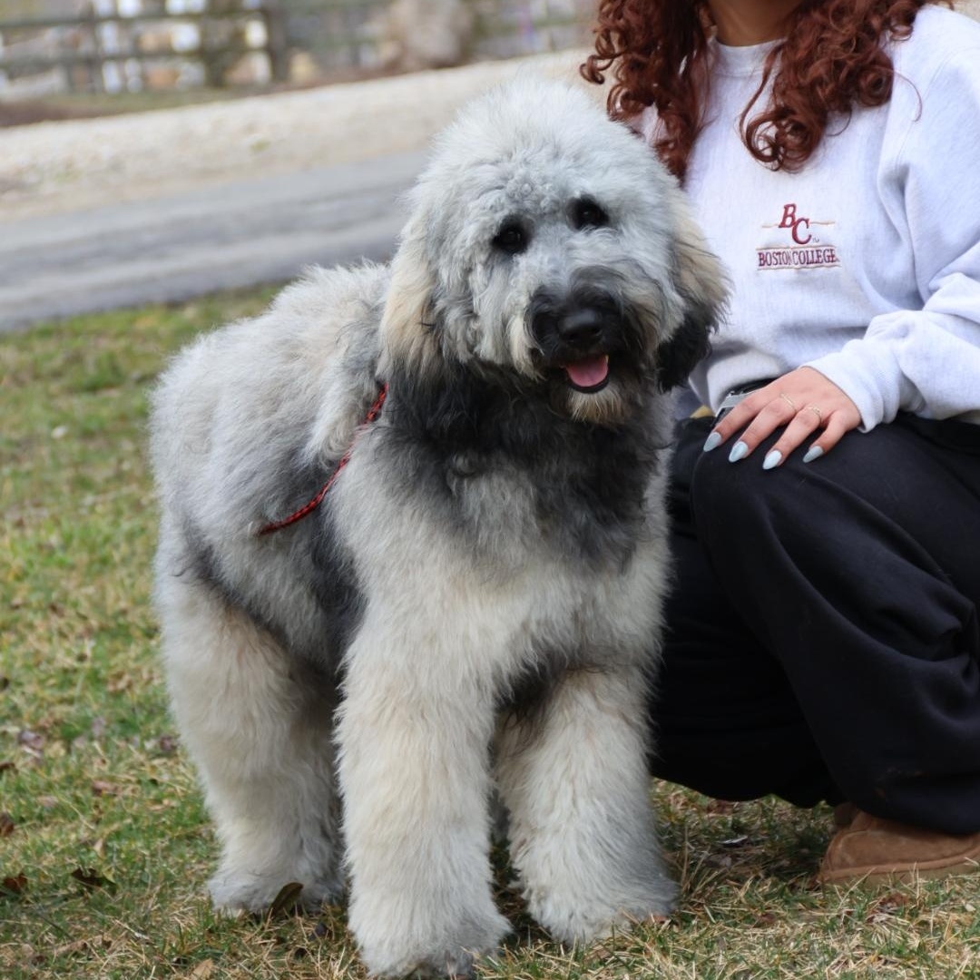 Enlarge Gilda and Giselle , a ADOPTABLE Labradoodle in POTOMAC, MD image 6/6