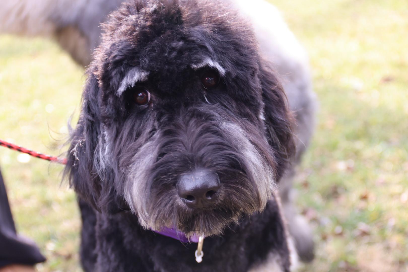Enlarge Gilda and Giselle , a ADOPTABLE Labradoodle in POTOMAC, MD image 5/6