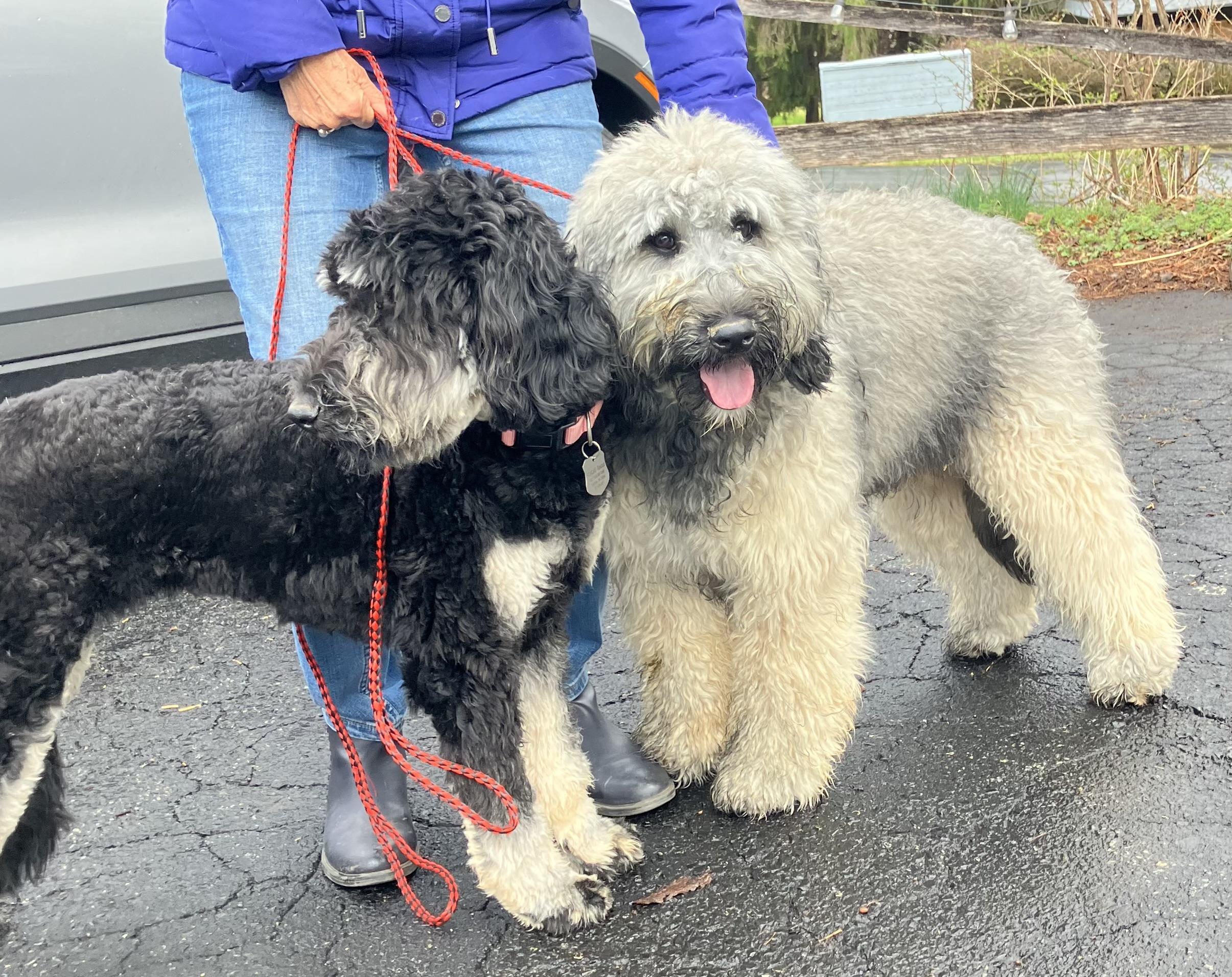Enlarge Gilda and Giselle , a ADOPTABLE Labradoodle in POTOMAC, MD image 4/5
