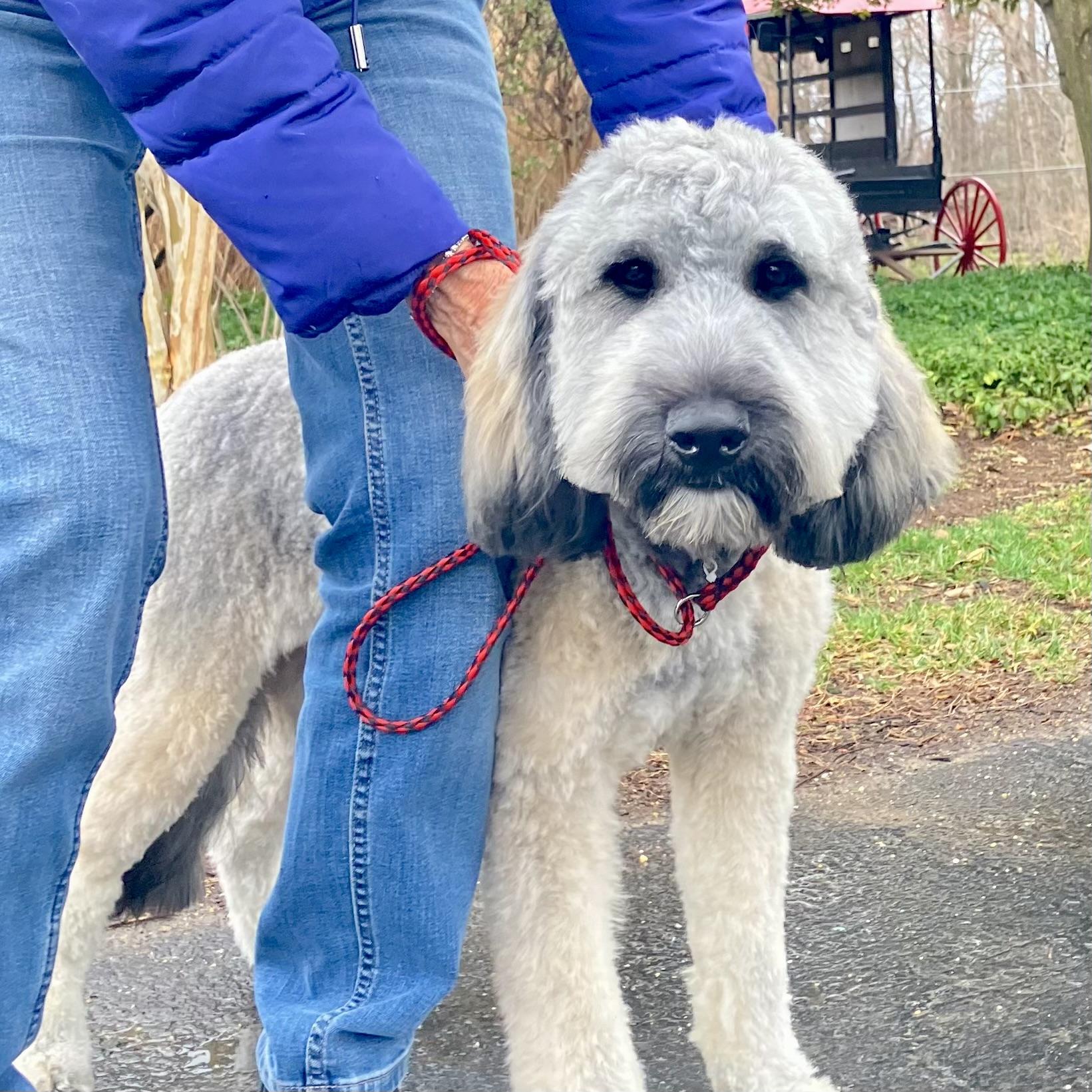 Enlarge Gilda and Giselle , a ADOPTABLE Labradoodle in POTOMAC, MD image 1/5