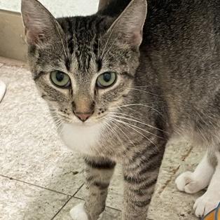 April, Adoptable, Young Female Domestic Short Hair.