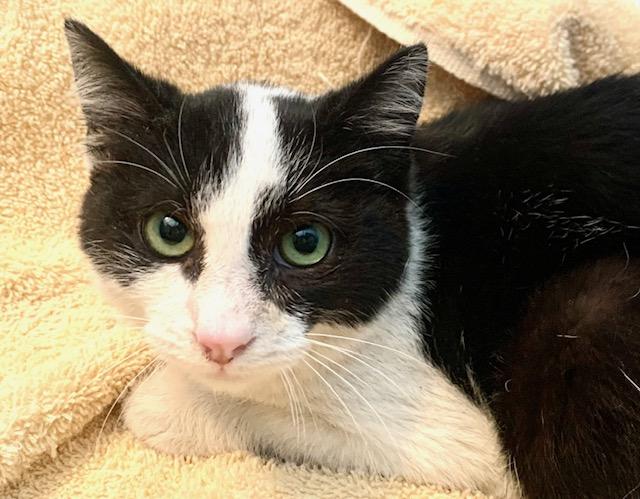 Desire, Young Male Tuxedo
