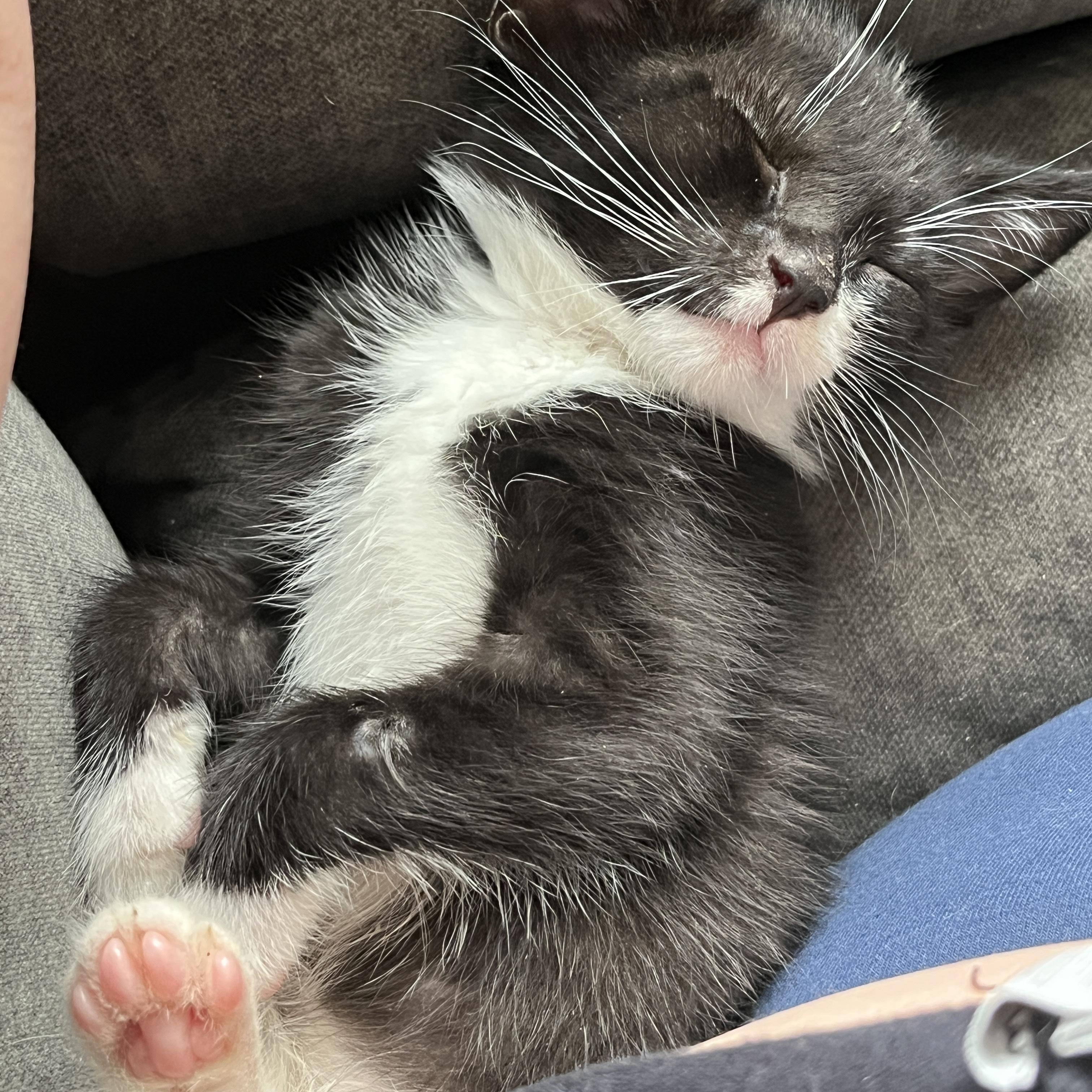 Presley, Baby Male Domestic Short Hair
