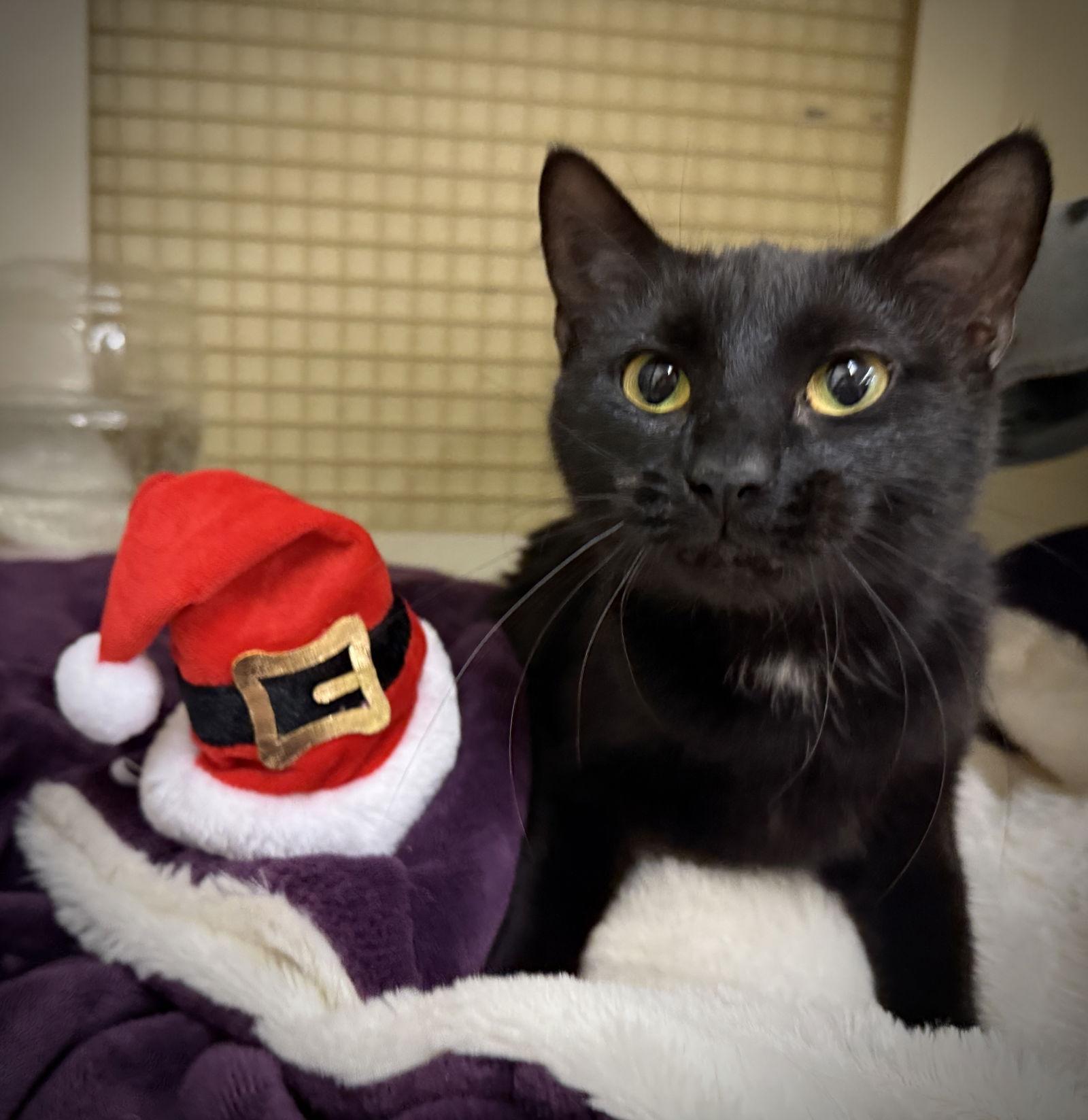 Mina, Adopted, Adult Female Domestic Short Hair.