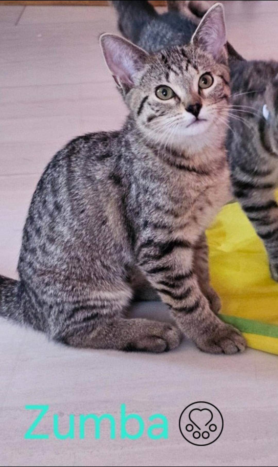 Enlarge Zumba, a Adoptable Domestic Short Hair in Anjou, QC image 2/2