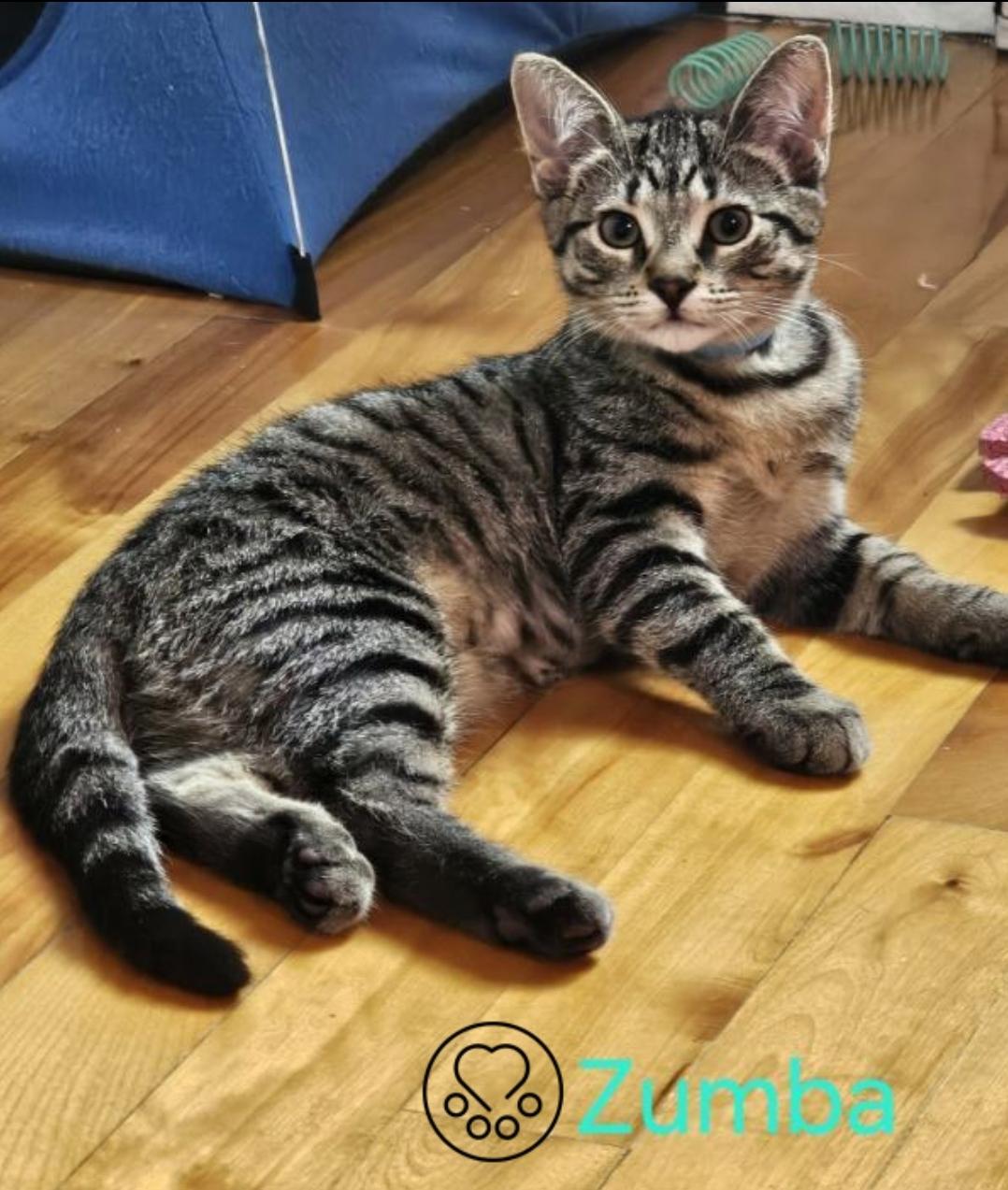 Zumba, Adoptable, Kitten Female Domestic Short Hair.