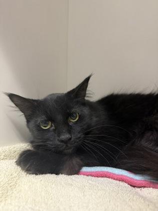 Pat, Adoptable, Senior Male Domestic Medium Hair & Domestic Short Hair.