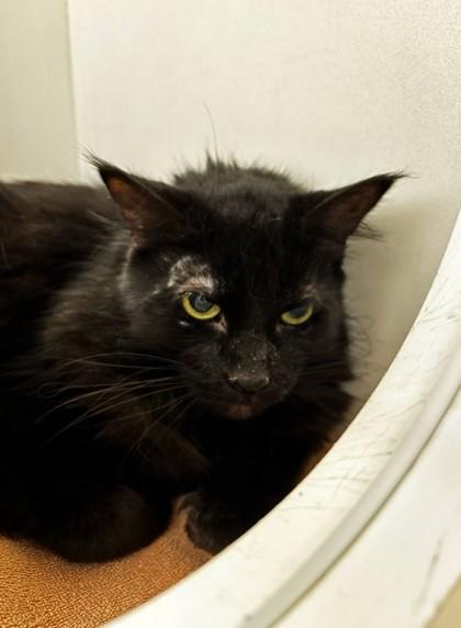 Pat, Adoptable, Senior Male Domestic Medium Hair & Domestic Short Hair.