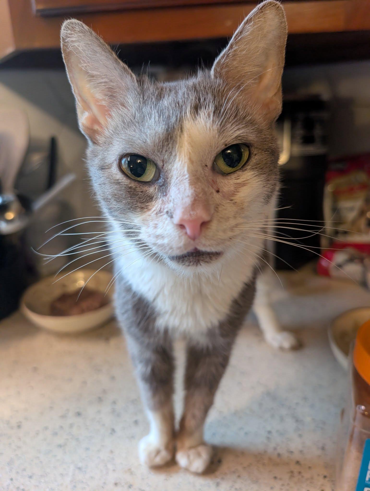 Enlarge Clara, a Adoptable Domestic Short Hair in Clymer, PA image 4/5