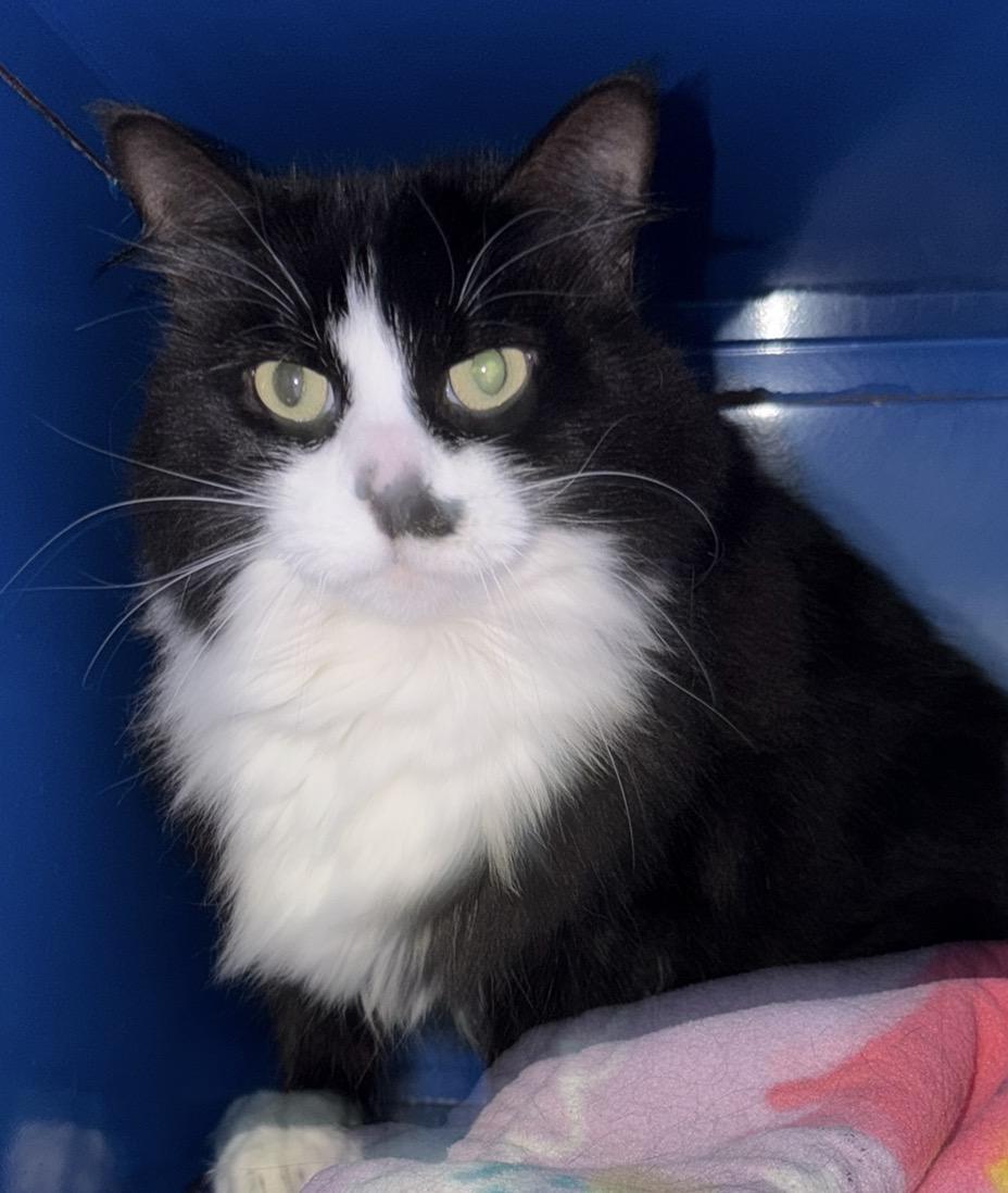 Mrs. Dash, Adoptable, Adult Female Domestic Medium Hair.